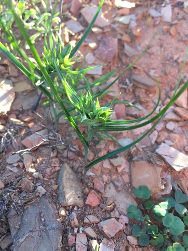 Colchicum dregei