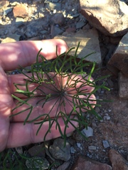 Oxalis deserticola