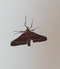 Stemmatophora combustalis