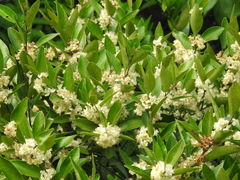 Atalantia monophylla