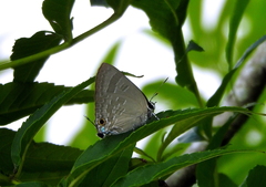 Deudorix epijarbas
