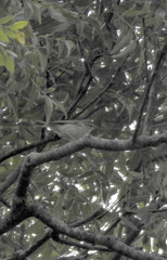 Phylloscopus trochiloides