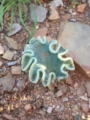 Eriospermum titanopsoides