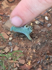 Eriospermum titanopsoides