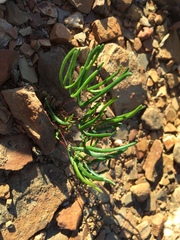 Oxalis ericifolia