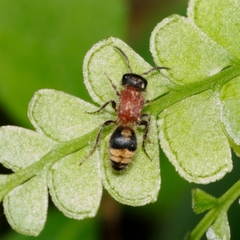 Bischoffitilla lamellata