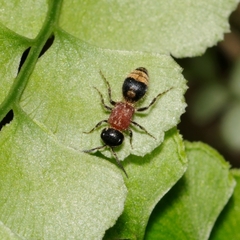 Bischoffitilla lamellata