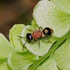 Bischoffitilla lamellata