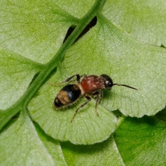 Bischoffitilla lamellata