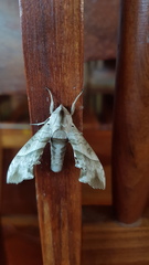 Smerinthinae