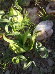 Colchicum circinatum