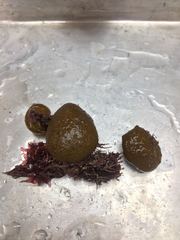 Colpomenia tuberculata