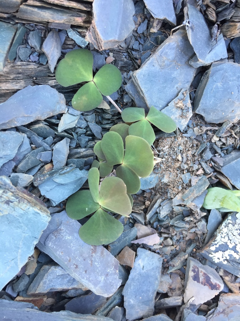 Oxalis reflexa (Oxalis reflexa)