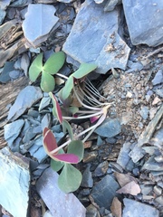 Oxalis reflexa