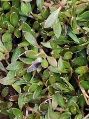Coprosma petriei