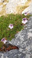 Erodium glandulosum
