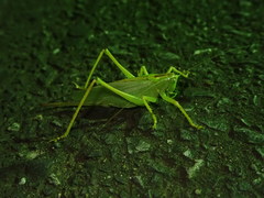 Tettigonia orientalis