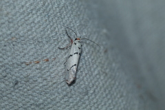 Enaemia atrolinea