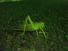 Tettigonia orientalis