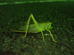 Tettigonia orientalis