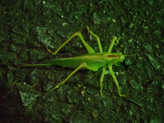 Tettigonia orientalis