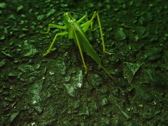 Tettigonia orientalis