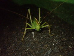 Tettigonia orientalis