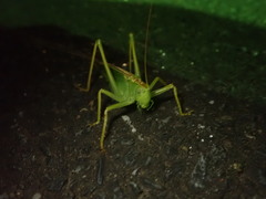 Tettigonia orientalis