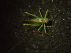 Tettigonia orientalis