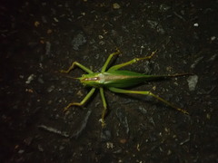 Tettigonia orientalis