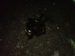 Trypoxylus dichotomus septentrionalis