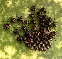 Oechalia schellenbergii