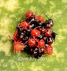 Oechalia schellenbergii