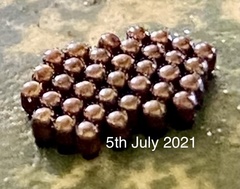 Oechalia schellenbergii