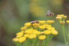 Colletes daviesanus