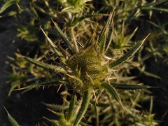 Cirsium ferox