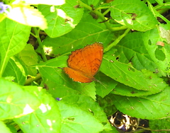 Ariadne ariadne ariadne