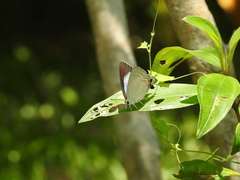 Tajuria cippus maxentius