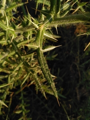 Cirsium ferox