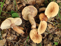 Lactarius rubrocinctus