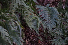 Dryopteris erythrosora