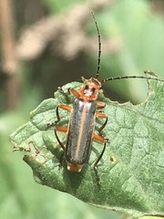 Polemius bivittatus