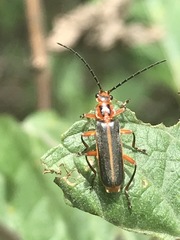 Polemius bivittatus