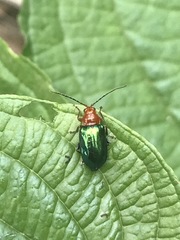 Syphrea flavicollis