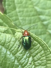 Syphrea flavicollis
