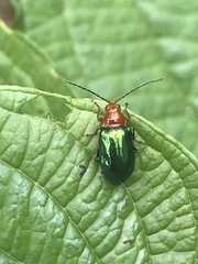 Syphrea flavicollis