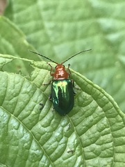 Syphrea flavicollis