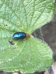 Syphrea flavicollis