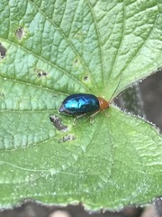 Syphrea flavicollis