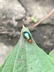 Syphrea flavicollis